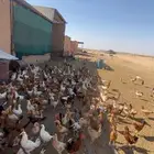 دجاج بشاير  ديوك