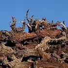 دفايه البرد شرط