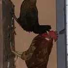 دجاج
