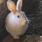 انثى للبيع صحته طيبه ونضيفه من الامراض