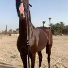 حصان شعبي كفو وسبوق ومحقق