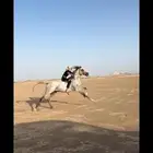 حصان شعبي ينافس الواهو شيخ.