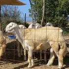 مشروع فحل حري