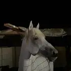حصان شعبي