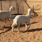 حلال