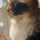 قطه انثى للبيع