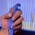 بادجي