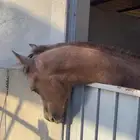 مهر شعبي
