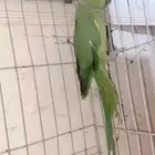 انثى دره هندي