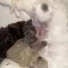 قطط صغيره للبيع