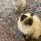 قطط