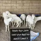 طليان حرية للبيع تربية مراح العمر 4 شهور