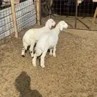 طليان حريه