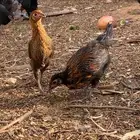 فيومي وبلدي شبابي