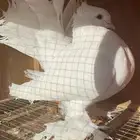 ذكر شماسي هندي