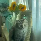 قطة شيرازي للتبني