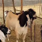 تيس فحل هولندي مشروط