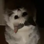 قط معقم لتبني مع كامل مستلزماته