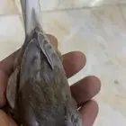 للبيع دكر كناري كرست فاتح تغريد
