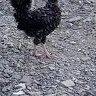 دجاج بلدي