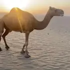 ناقة حمرا