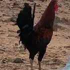 ديك عمره فوق 6 شهور