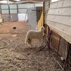 رخل ضهرها فوق الوسط سليمه شرط