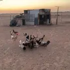 دجاج