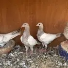 طبات بكستاني لاكه تم البيع