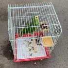 امزوني بلوفرنتد جاكو تم البيع