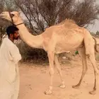 قعود حق مشروع ركبي