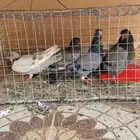 سلام عليكم ورحمة الله وبركاته حمام بري طرح اليوم