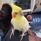 كروان مفقود في احد المسارحه   الحصمه