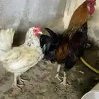 ديك و دجاج بلدي