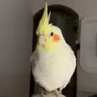 كروان آسترالي