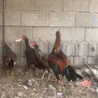 دجاج باكستاني