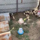صيصان بلدي