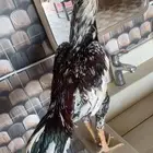 ديك سندي تم الللبيع