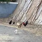 دجاج بلدي