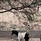 ماعز سديس لبن كان تحتها تيس ومات