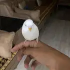 ببغاء باجير موالف