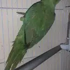 ذكر درا هندي