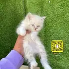 قطط هملايا وشيرازي
