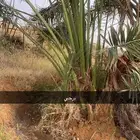 فراخة نخل برحي ونبتة علي