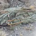 سعف نخل للبيع