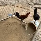 دجاج بلدي