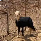 فحل مشروط