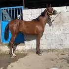 مهرة
