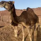 ناقه كنانيه ضريبه تحتها بكره طيبه منوة القناي