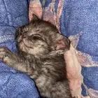 للتبني قط صغير ذكر